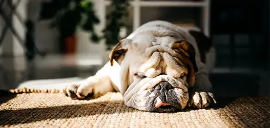 2_vd_pet_1_accordian_527x250