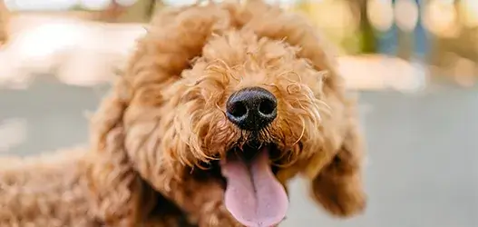 2_vd_pet_1_accordian_527x250