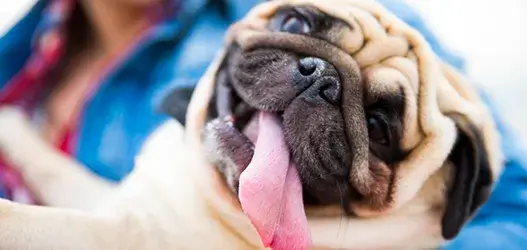 2_vd_pet_1_accordian_527x250